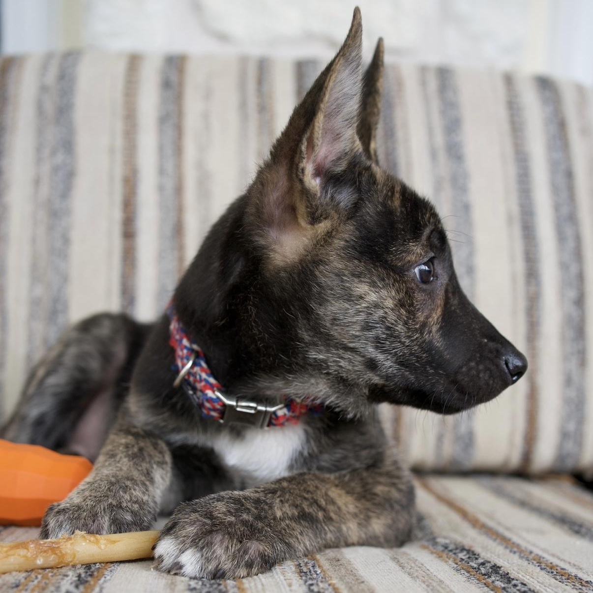 Enlarge Ranger, a Adoptable mixed breed in Canyon Lake, TX image 3/6