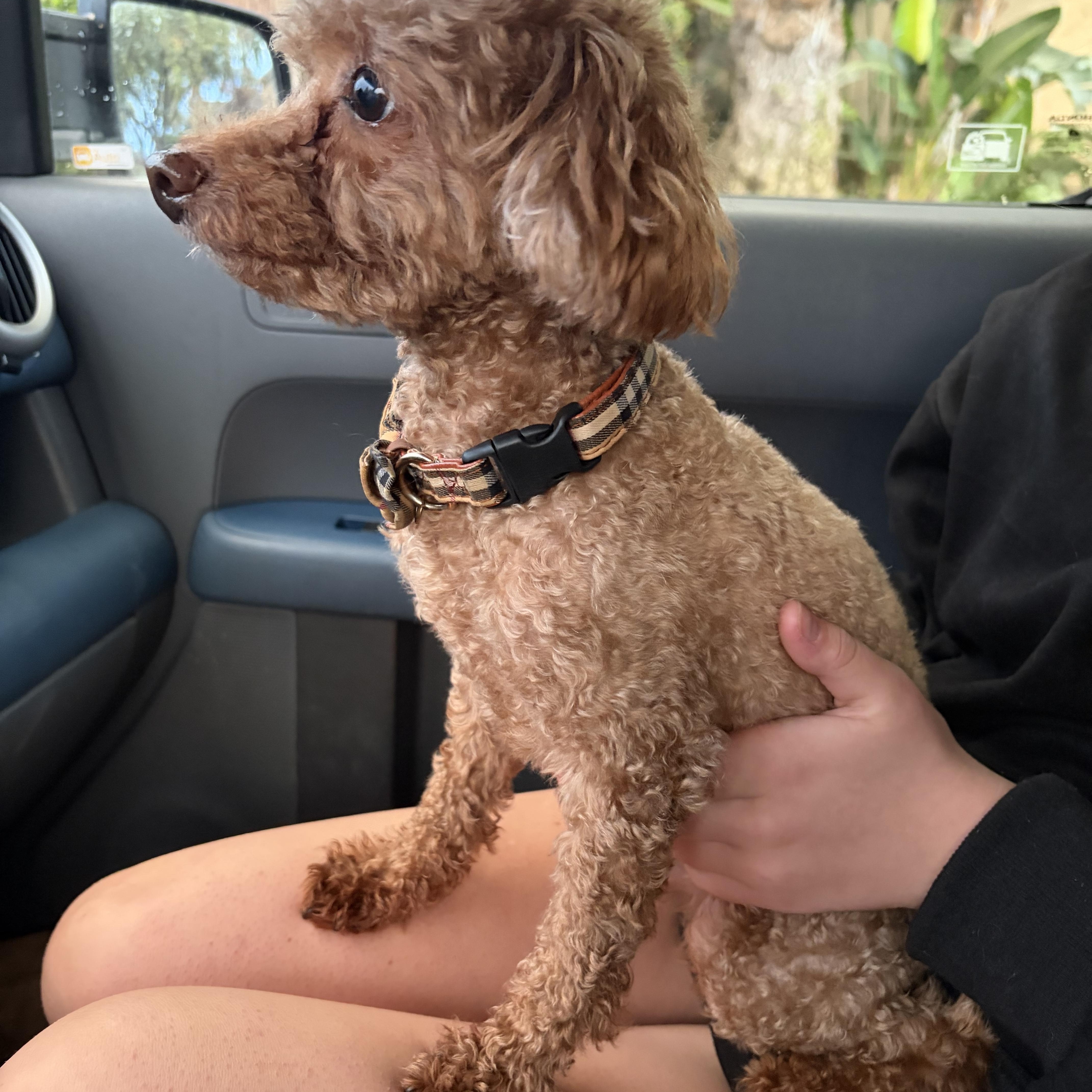 Bubba, Adoptable, Adult Male Poodle (Toy).