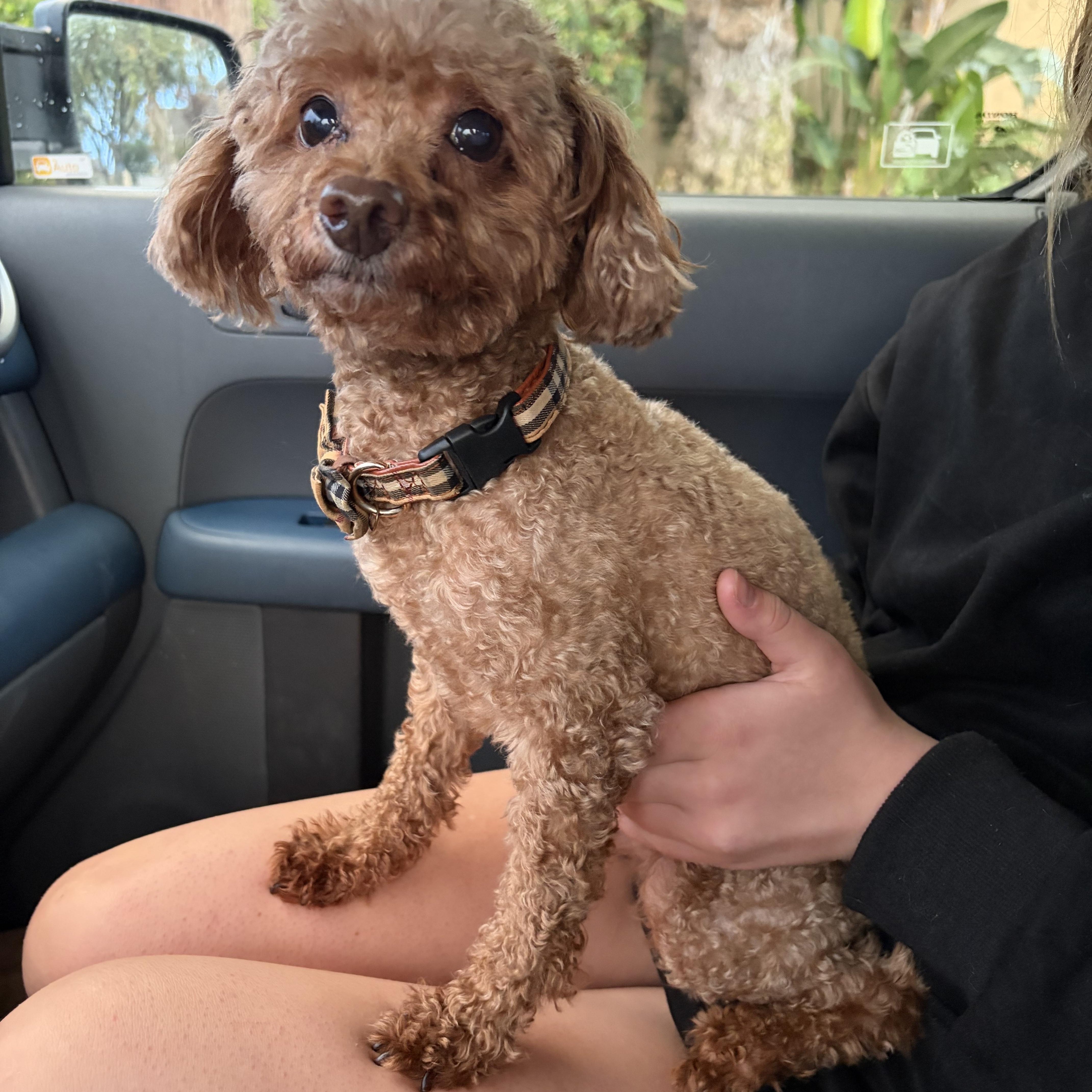 Enlarge Bubba, a Adoptable Poodle (Toy) in Corona, CA image 2/2