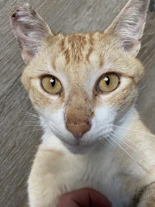 Animal Style, Adoptable, Young Male Domestic Short Hair & Domestic Short Hair.