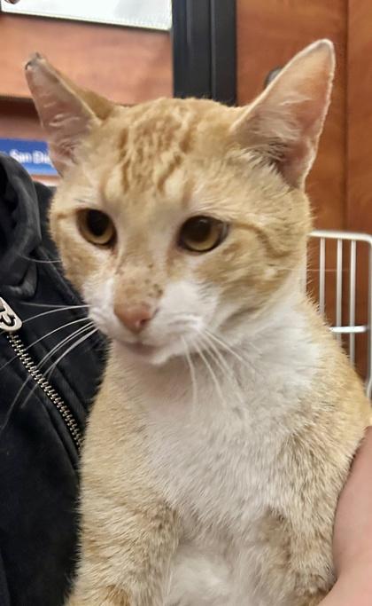 Enlarge Animal Style, a Adoptable mixed breed in San Diego, CA image 2/3