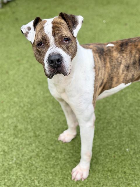 JIFFY DUDE, Adoptable, Adult Male Boxer & Mixed Breed.