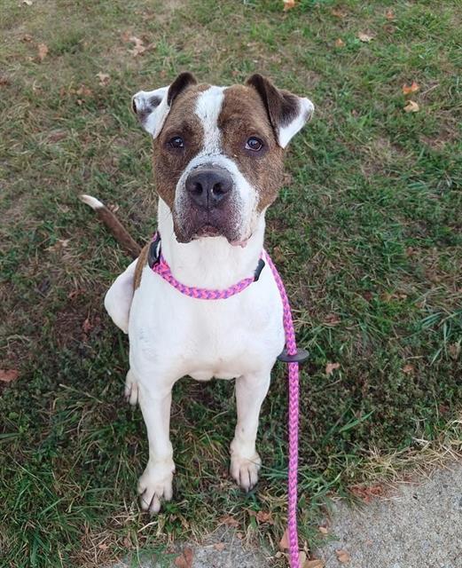 JIFFY DUDE, Adoptable, Adult Male Boxer & Mixed Breed.