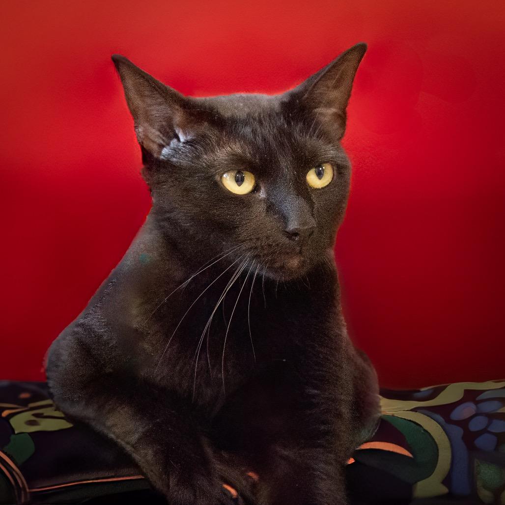 Boogey, Adoptable, Adult Male Domestic Medium Hair.
