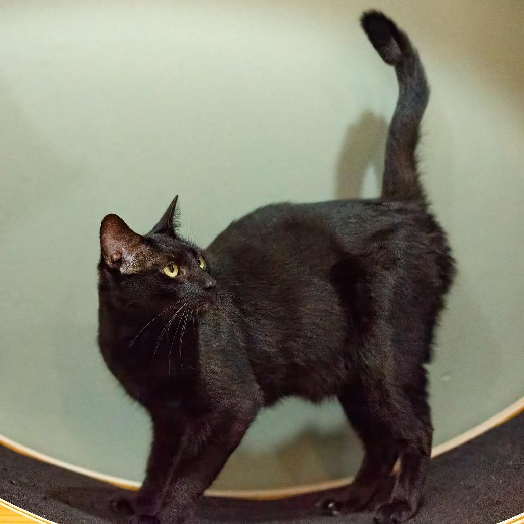 Enlarge Boogey, a Adoptable Domestic Medium Hair in Lake Jackson, TX image 2/6