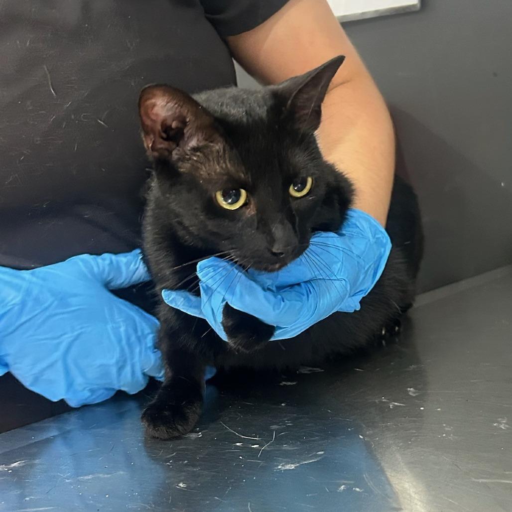 Enlarge Boogey, a Adoptable Domestic Medium Hair in Lake Jackson, TX image 3/6