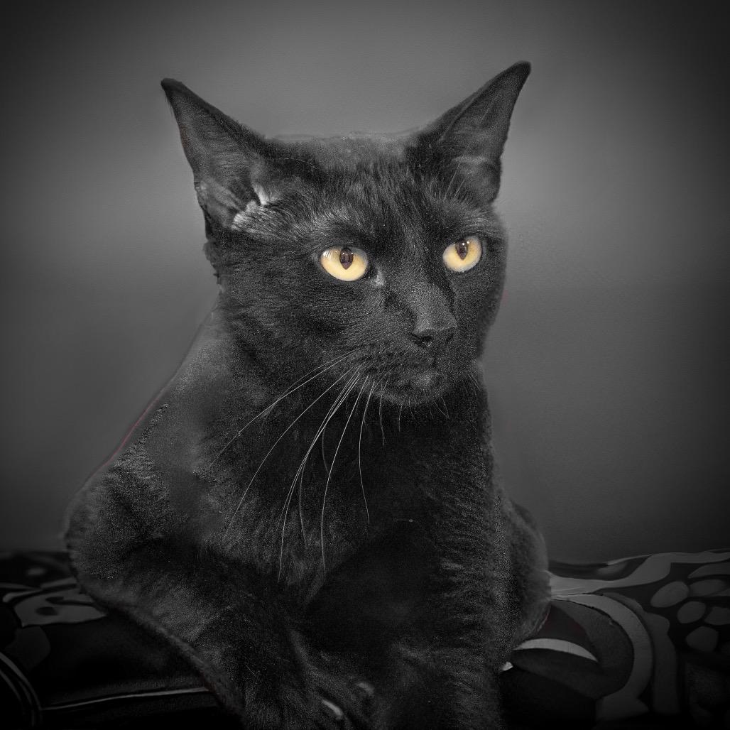 Enlarge Boogey, a Adoptable Domestic Medium Hair in Lake Jackson, TX image 4/6