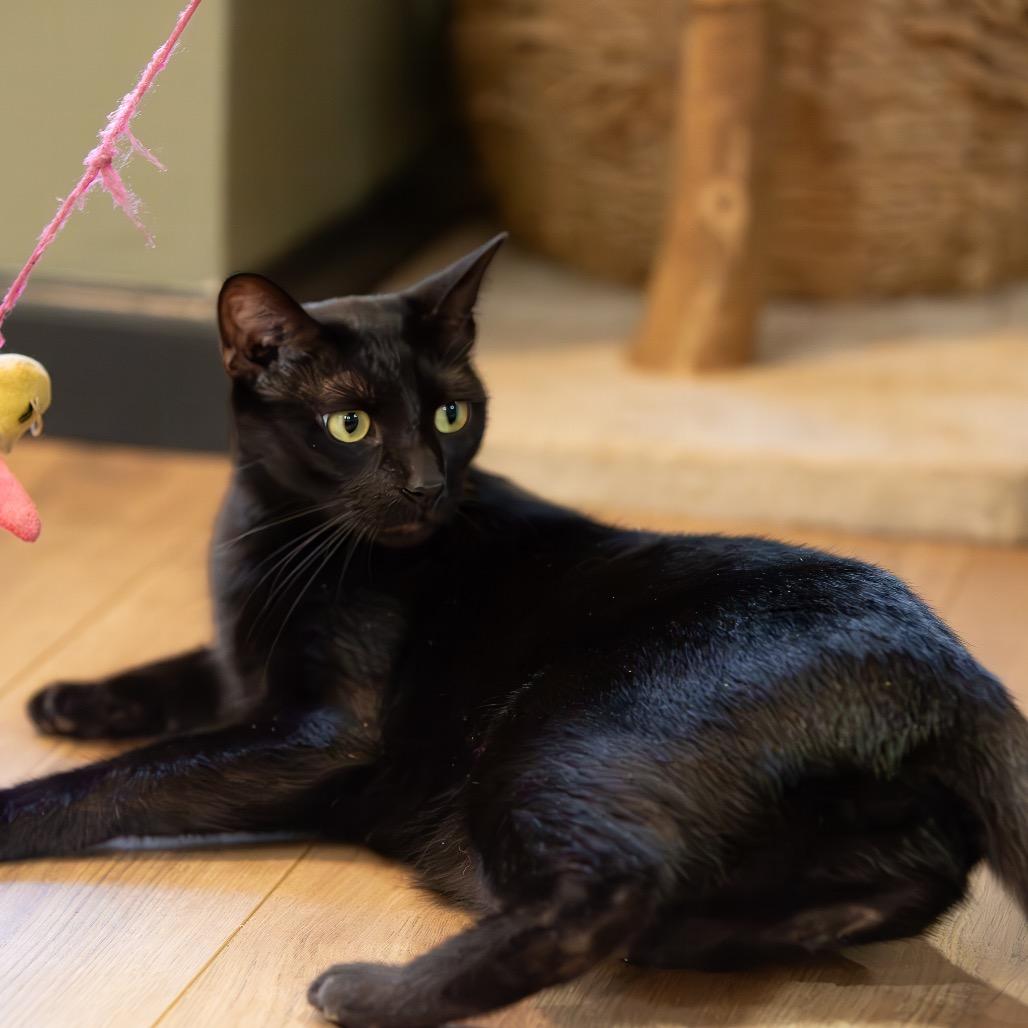 Enlarge Boogey, a Adoptable Domestic Medium Hair in Lake Jackson, TX image 5/6