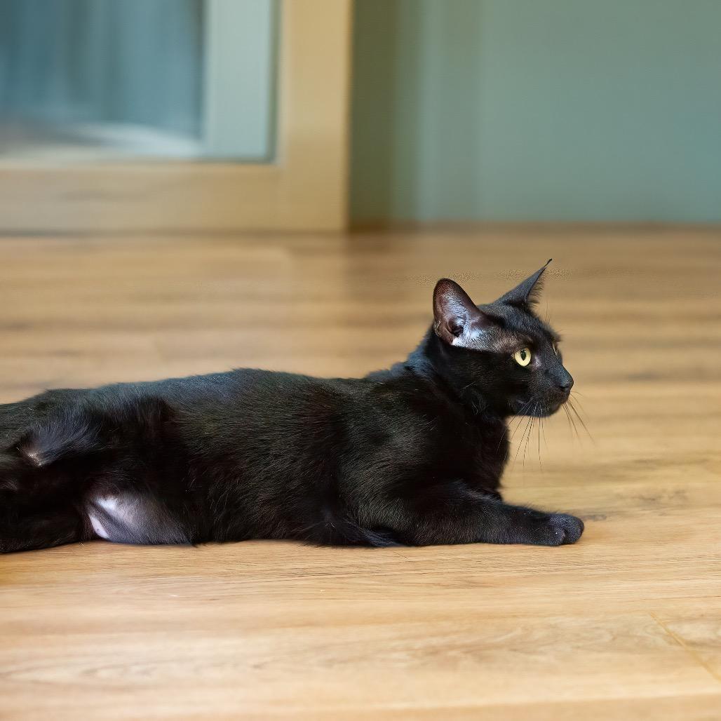 Enlarge Boogey, a Adoptable Domestic Medium Hair in Lake Jackson, TX image 6/6