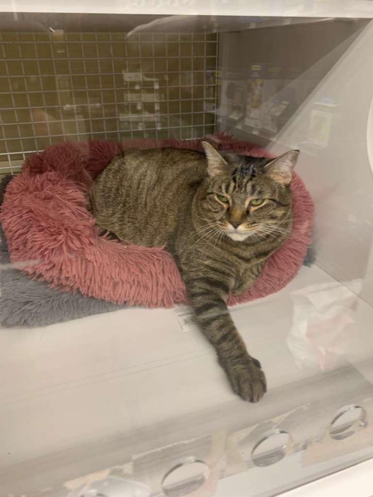 Scarlett, a Adoptable Domestic Short Hair in New York, NY image 3/4