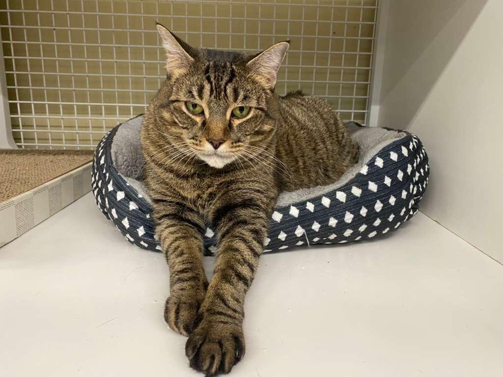 Scarlett, a Adoptable Domestic Short Hair in New York, NY image 1/4