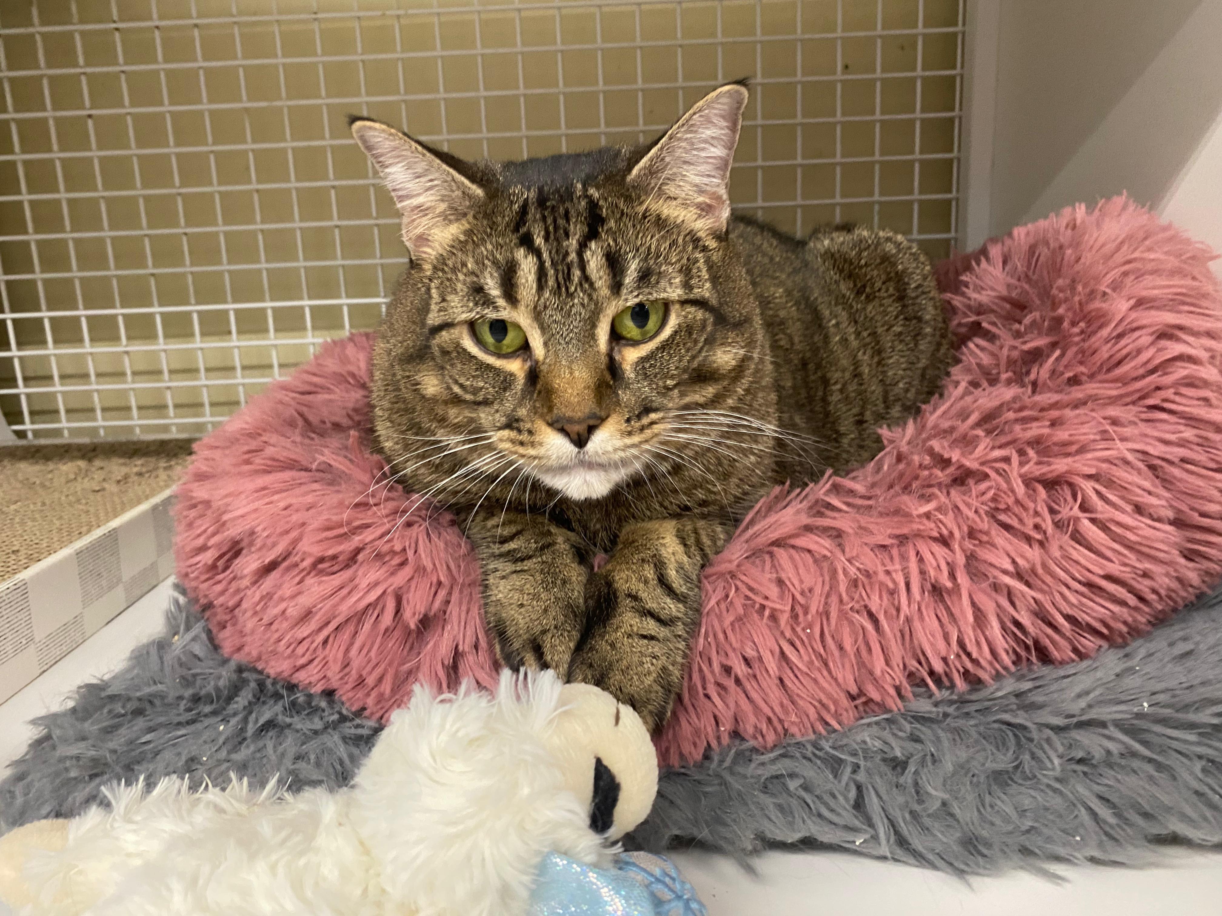 Scarlett, Adoptable, Adult Female Domestic Short Hair.