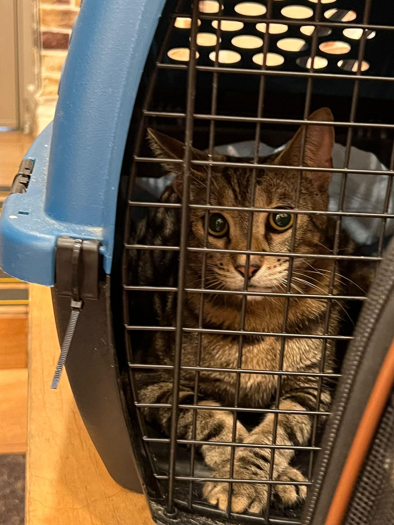 Scarlett, a Adoptable Domestic Short Hair in New York, NY image 4/4