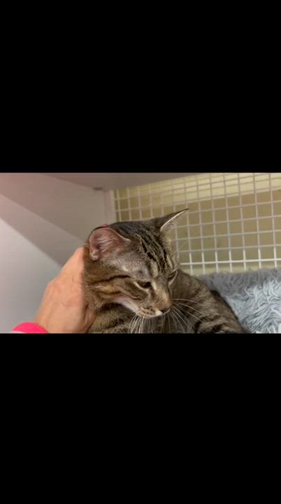 Enlarge Scarlett, an adopted Domestic Short Hair in New York, NY video 2/5