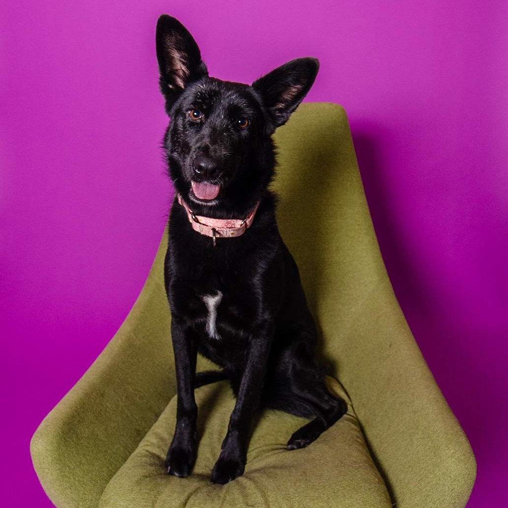 Stevie Nicks, an adopted mixed breed in Des Moines, WA image 2/6
