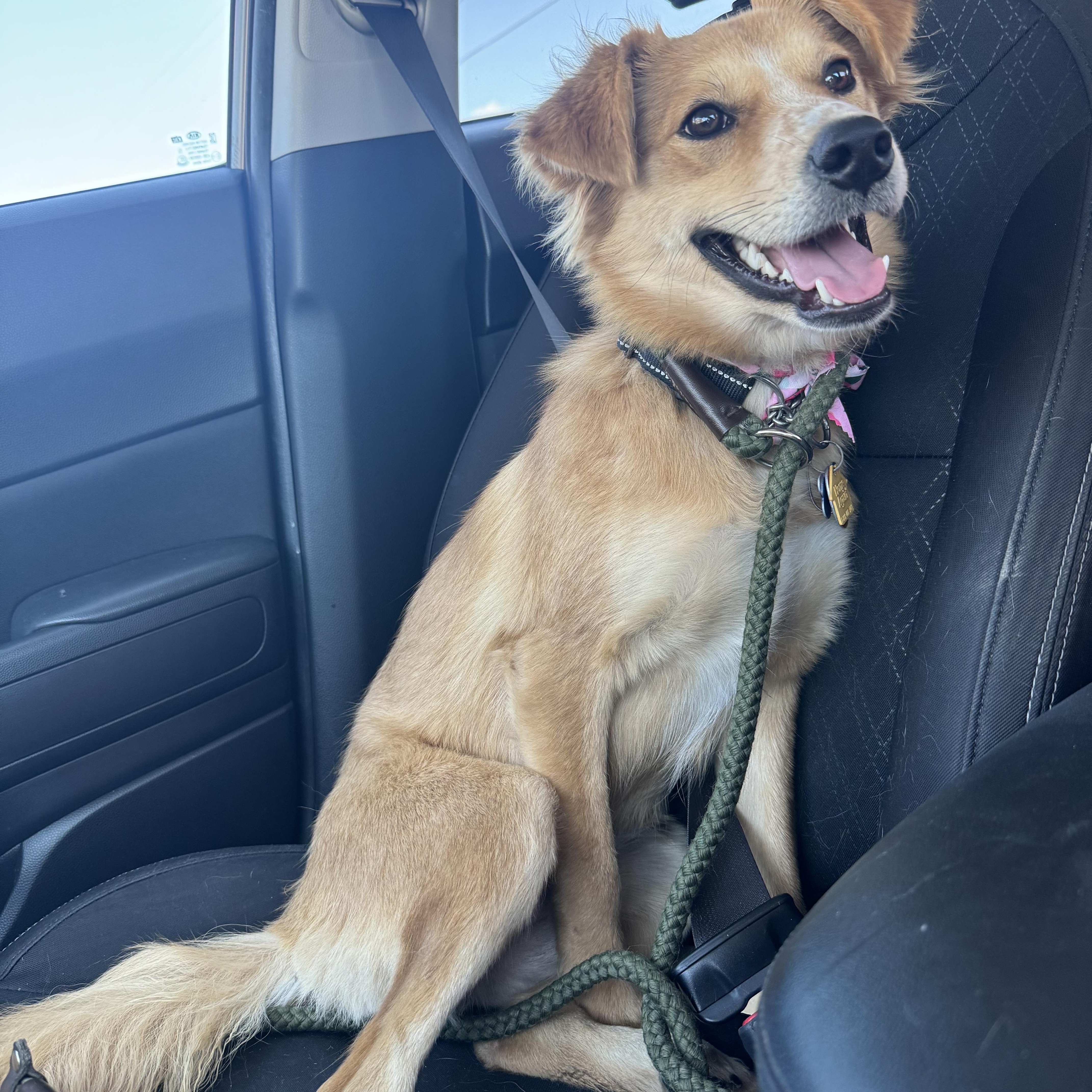 Enlarge Dory, a Adopted mixed breed in Forney, TX image 2/3