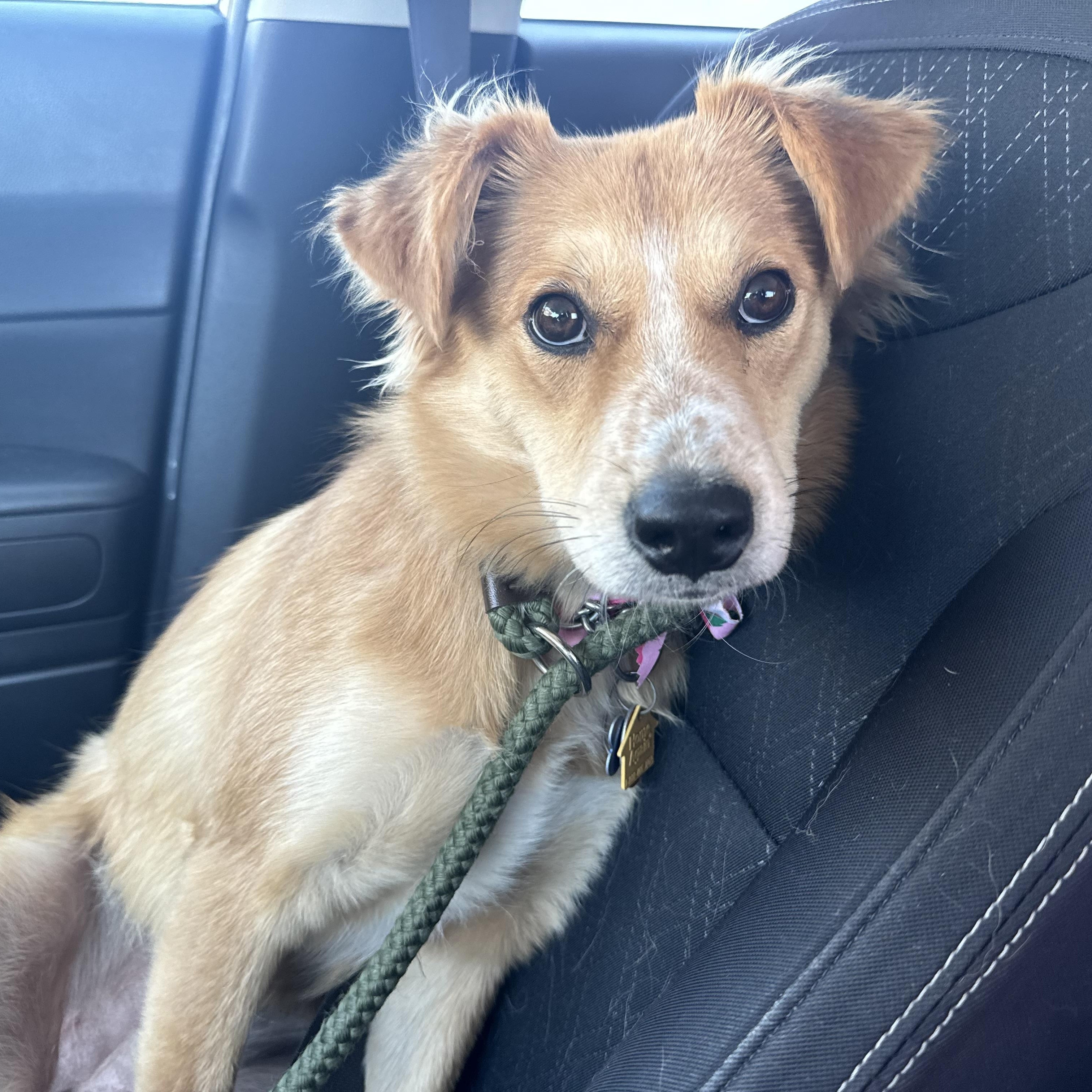 Dory, Adopted, Young Female Golden Retriever & Labrador Retriever.