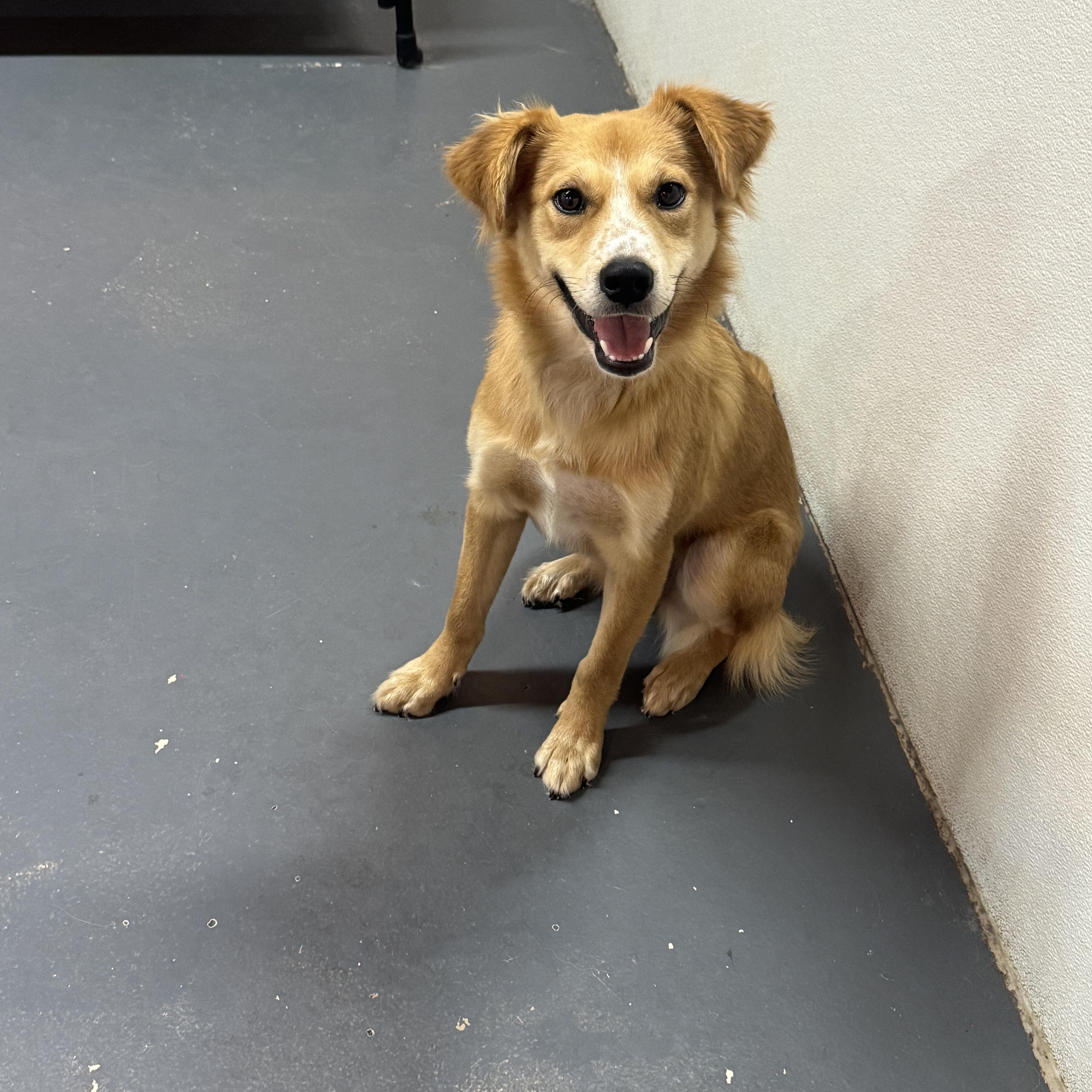 Enlarge Dory, a Adopted mixed breed in Forney, TX image 3/3