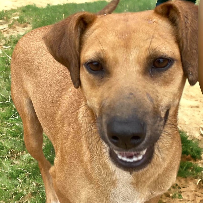 Dog for adoption Eternity, a Labrador Retriever & Hound Mix in