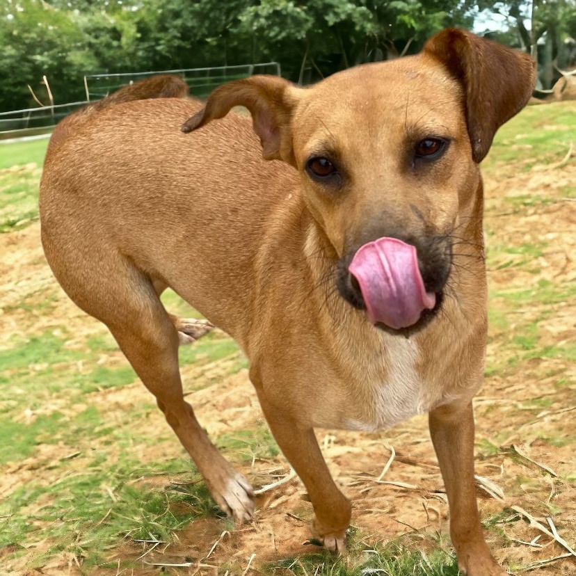 Dog for adoption Eternity, a Labrador Retriever & Hound Mix in