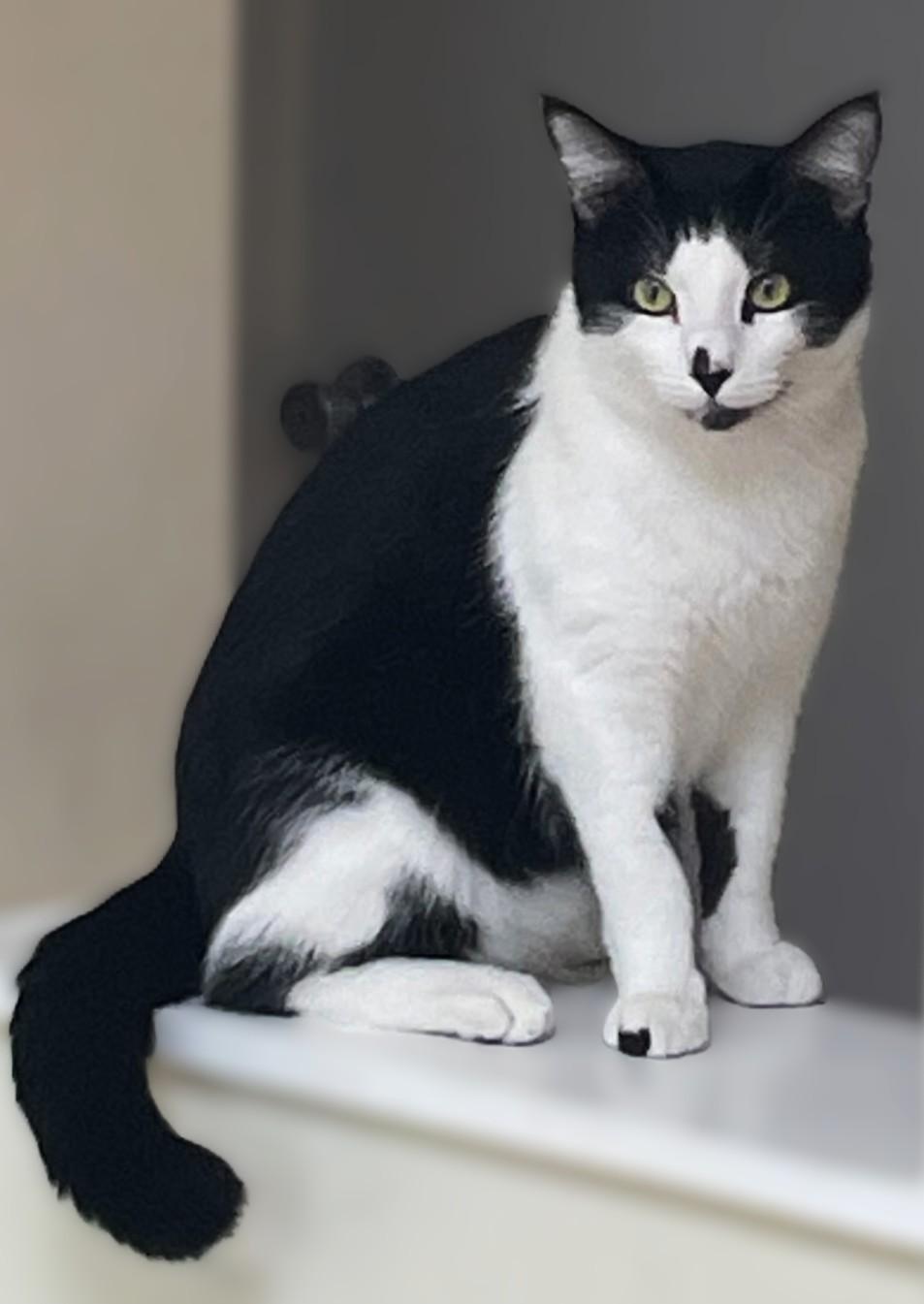 Danny, ADOPTABLE, Young Male Tuxedo.