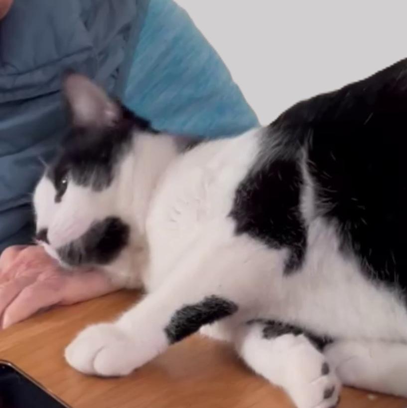 Enlarge Danny, a ADOPTABLE Tuxedo in Laguna Woods, CA image 4/6