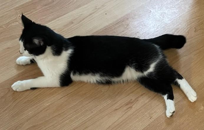 Enlarge Danny, a ADOPTABLE Tuxedo in Laguna Woods, CA image 6/6