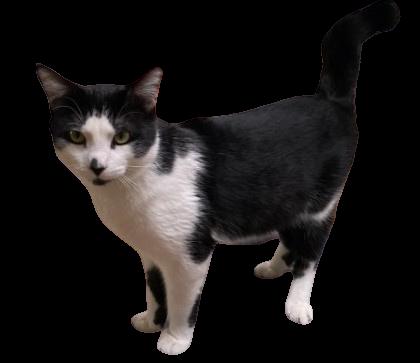 Danny, a ADOPTABLE Tuxedo in Laguna Woods, CA image 4/6
