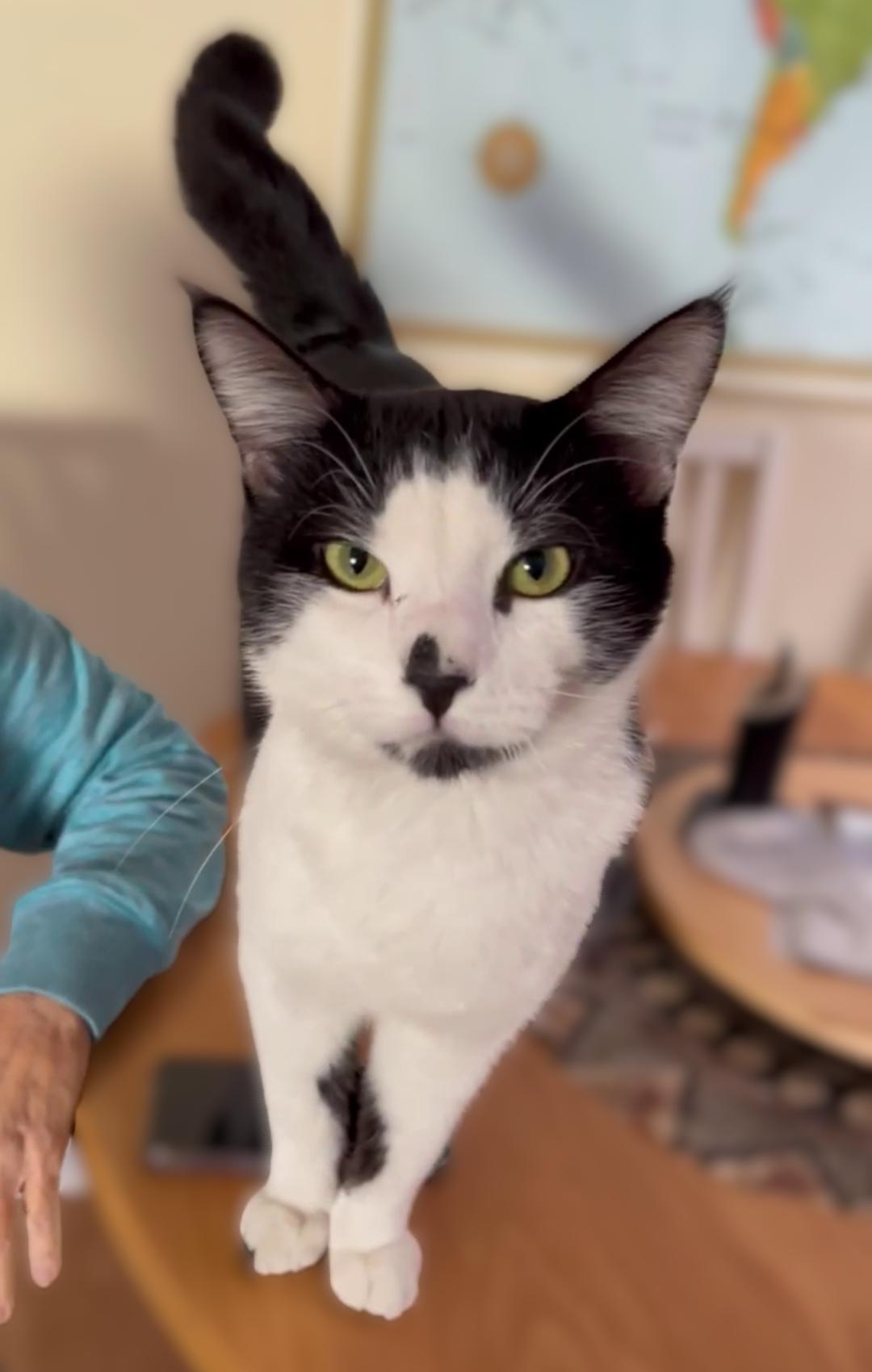 Danny, ADOPTABLE, Young Male Tuxedo.