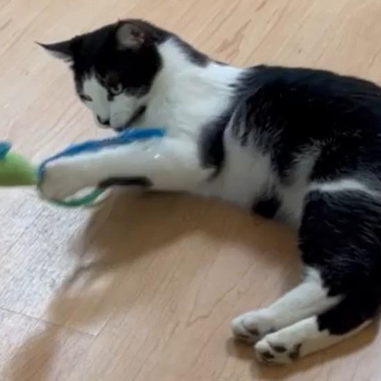 Danny, a ADOPTABLE Tuxedo in Laguna Woods, CA image 6/6