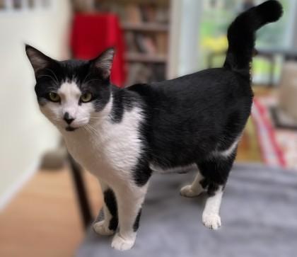 Enlarge Danny, a ADOPTABLE Tuxedo in Laguna Woods, CA image 2/6