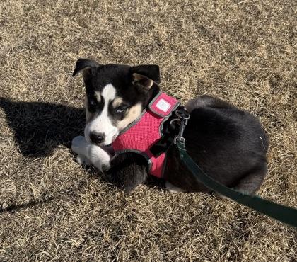 Enlarge Major Rosa-Barks, a Adoptable mixed breed in McCook, NE image 1/3