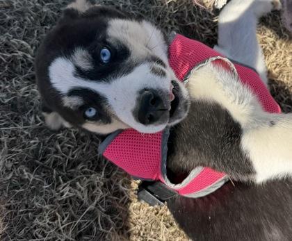 Enlarge Major Rosa-Barks, a Adoptable mixed breed in McCook, NE image 2/3