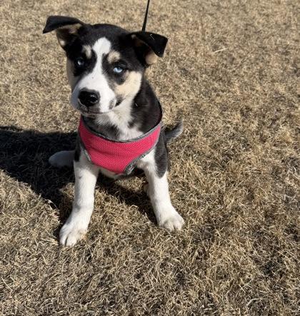Enlarge Major Rosa-Barks, a Adoptable mixed breed in McCook, NE image 3/3