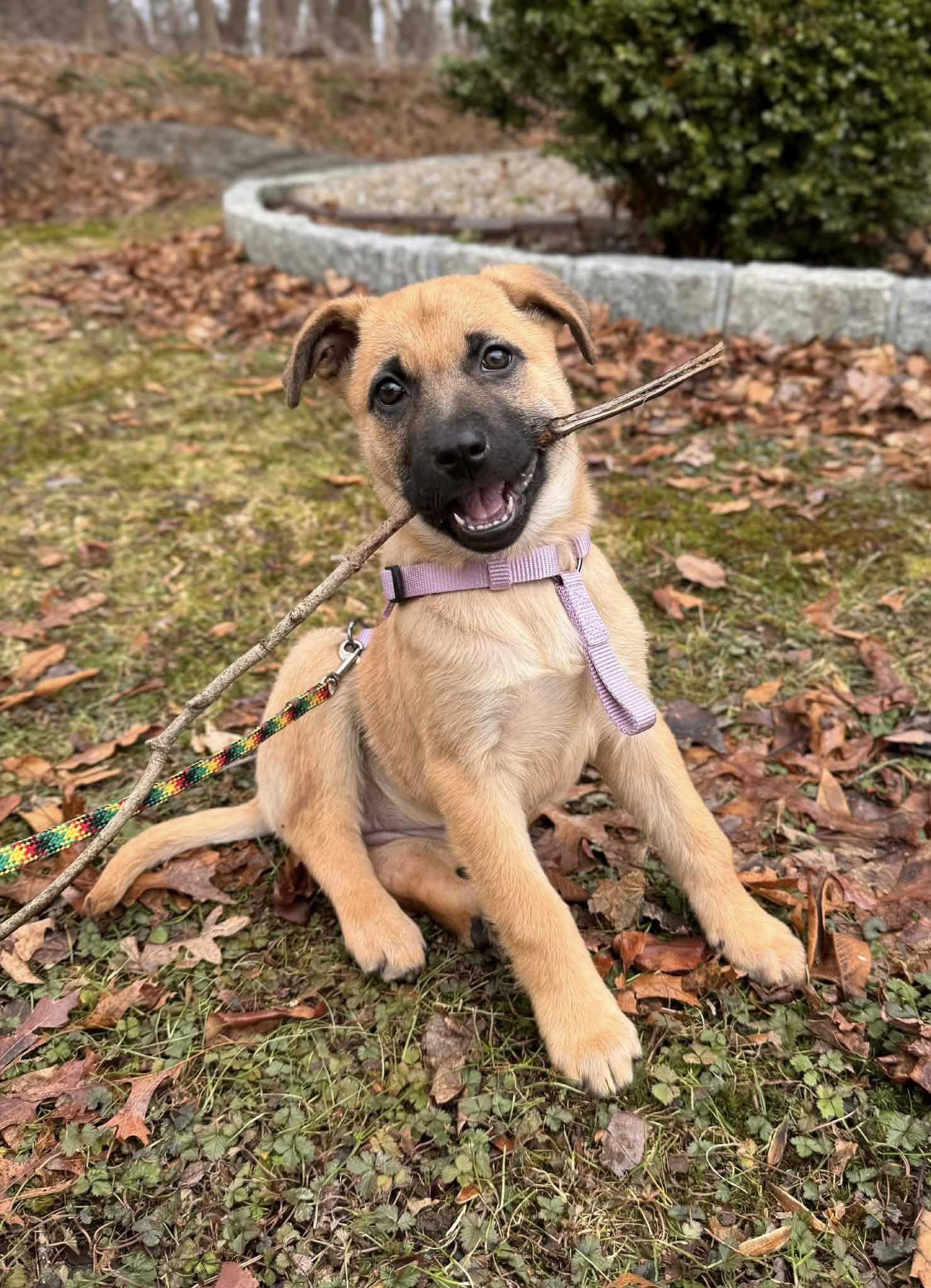 Enlarge Lilly, an adopted mixed breed in Ossining, NY image 1/3