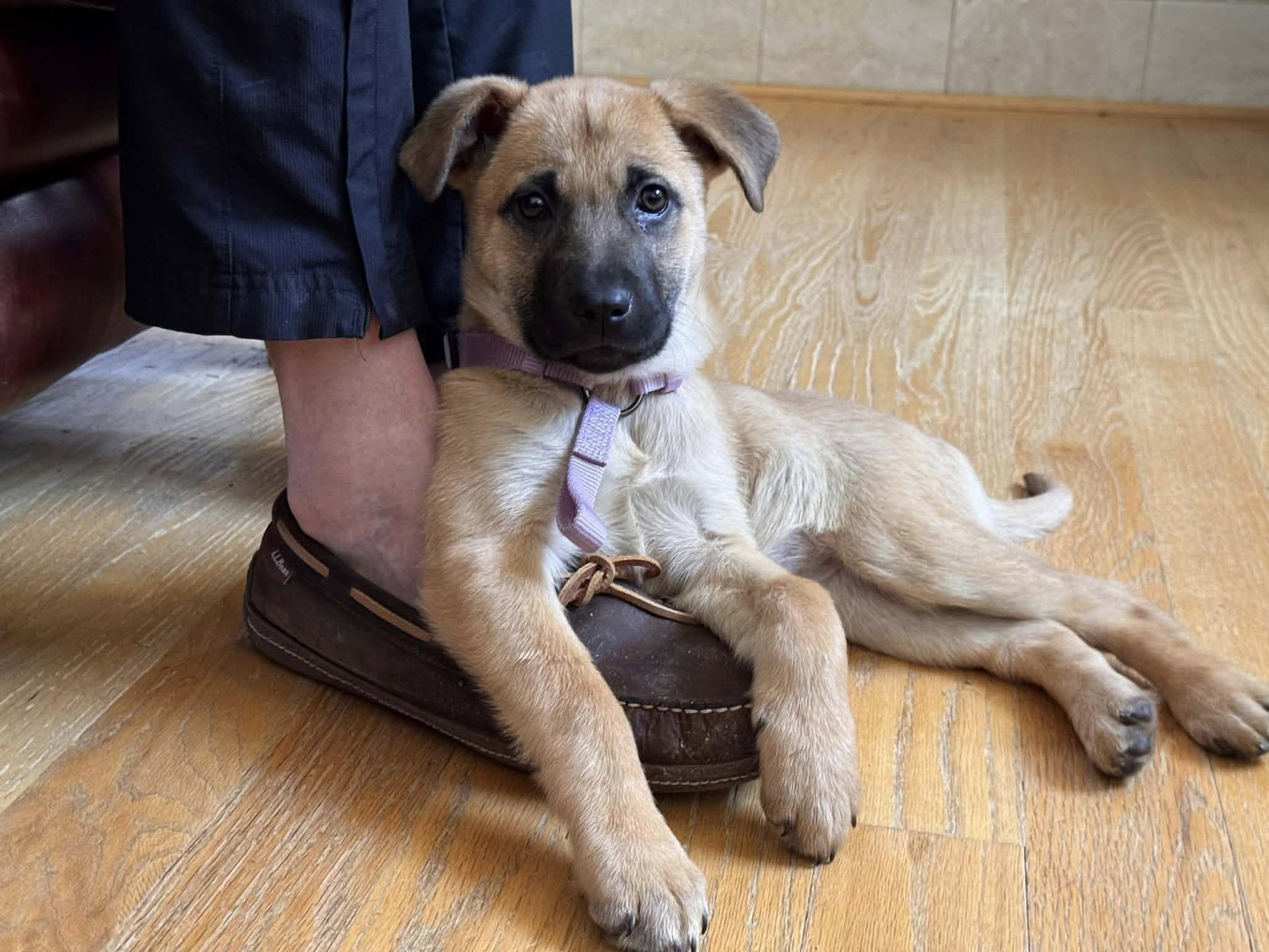 Enlarge Lilly, an adopted mixed breed in Ossining, NY image 2/3
