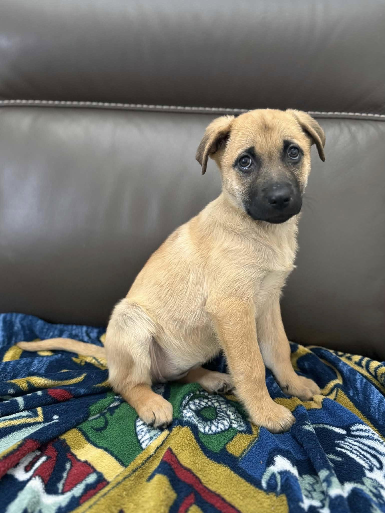 Enlarge Lilly, an adopted mixed breed in Ossining, NY image 3/3