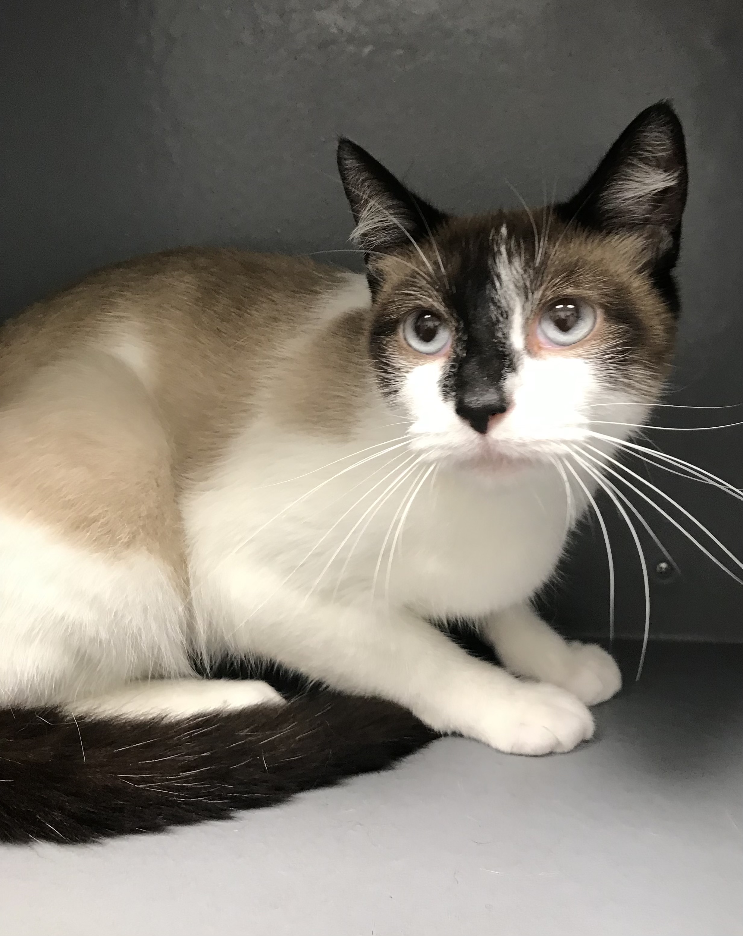 Thalia, a Adoptable Domestic Short Hair in staten island, NY image 2/4