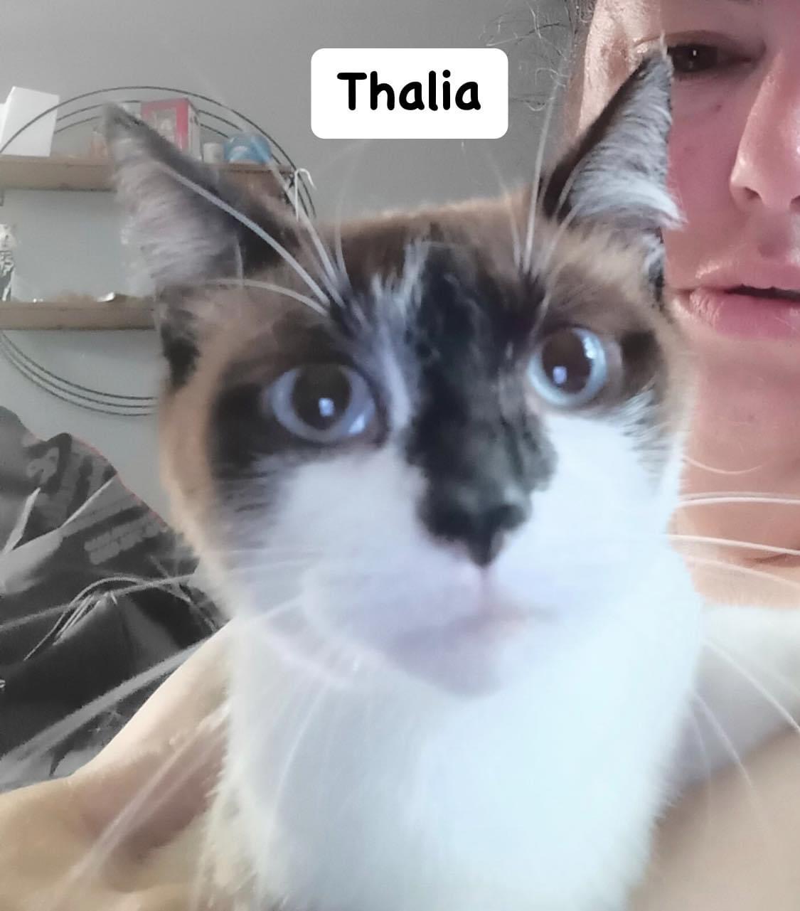 Thalia, Adoptable, Young Female Domestic Short Hair.