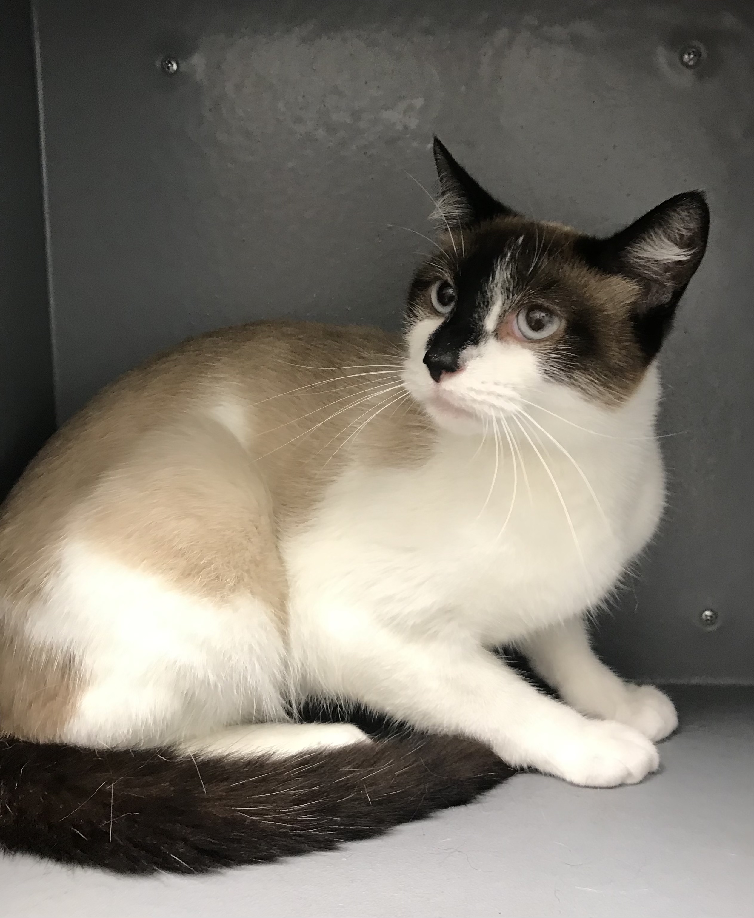 Thalia, a Adoptable Domestic Short Hair in staten island, NY image 3/4