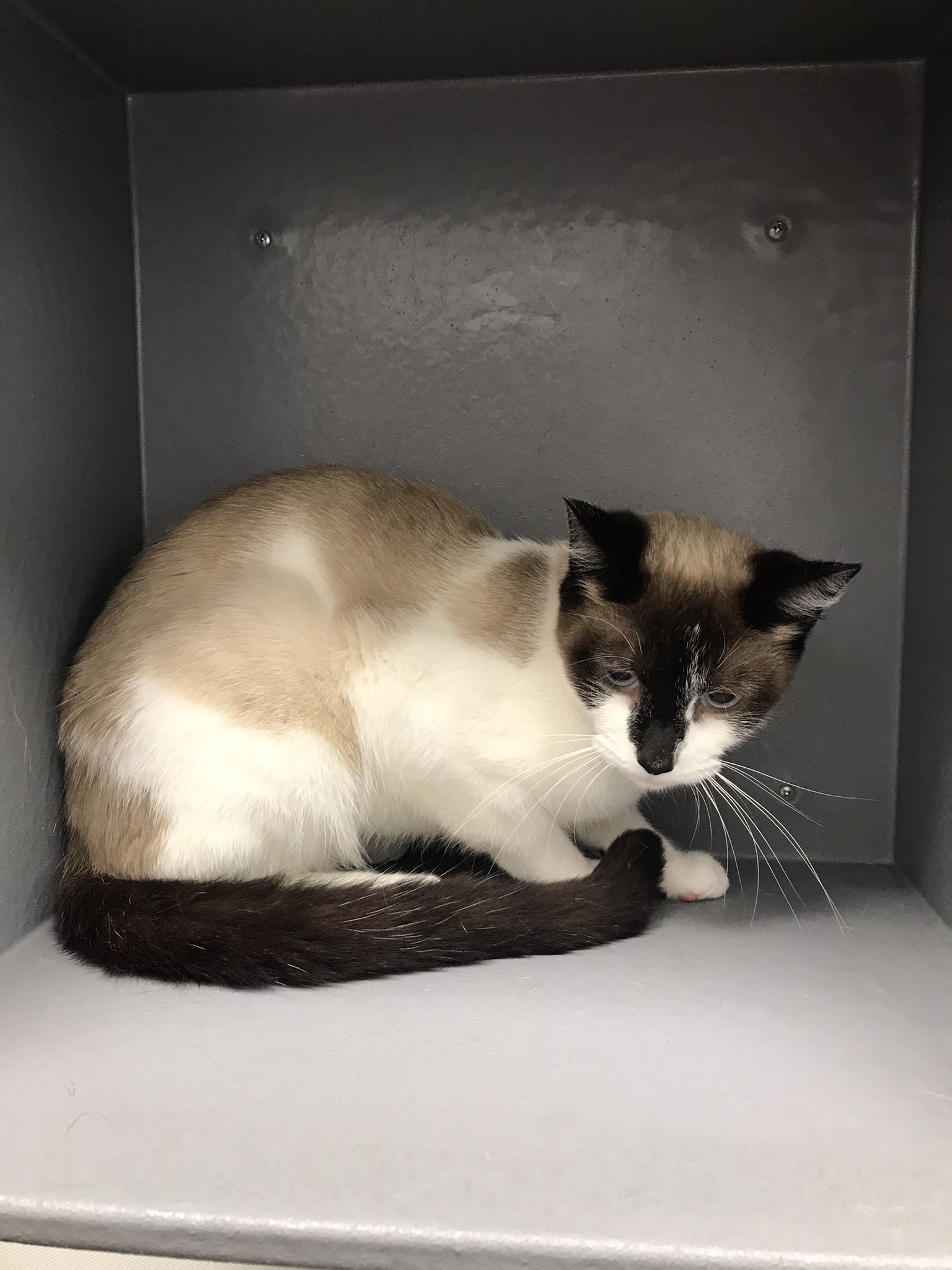 Thalia, a Adoptable Domestic Short Hair in staten island, NY image 4/4