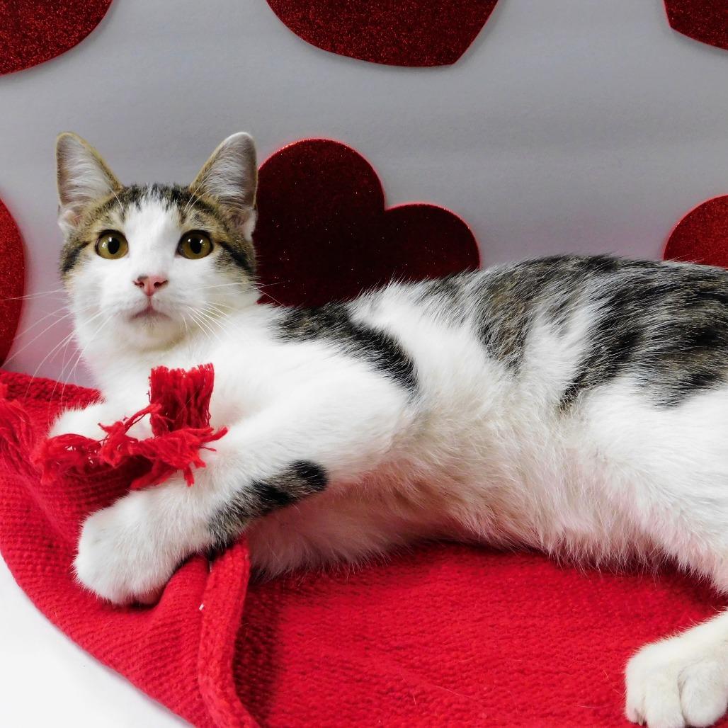 Diesel, Adoptable, Young Male Domestic Short Hair.