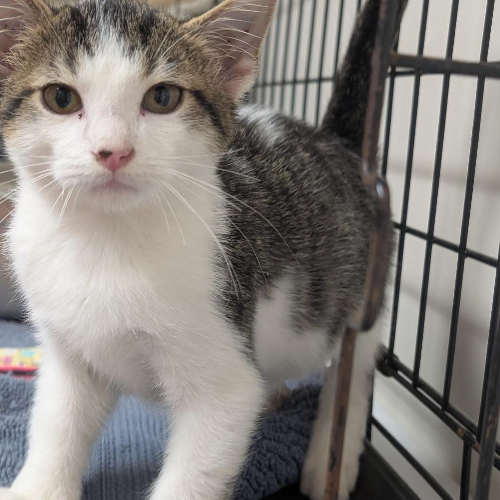 Diesel, Adoptable, Kitten Male Domestic Short Hair.