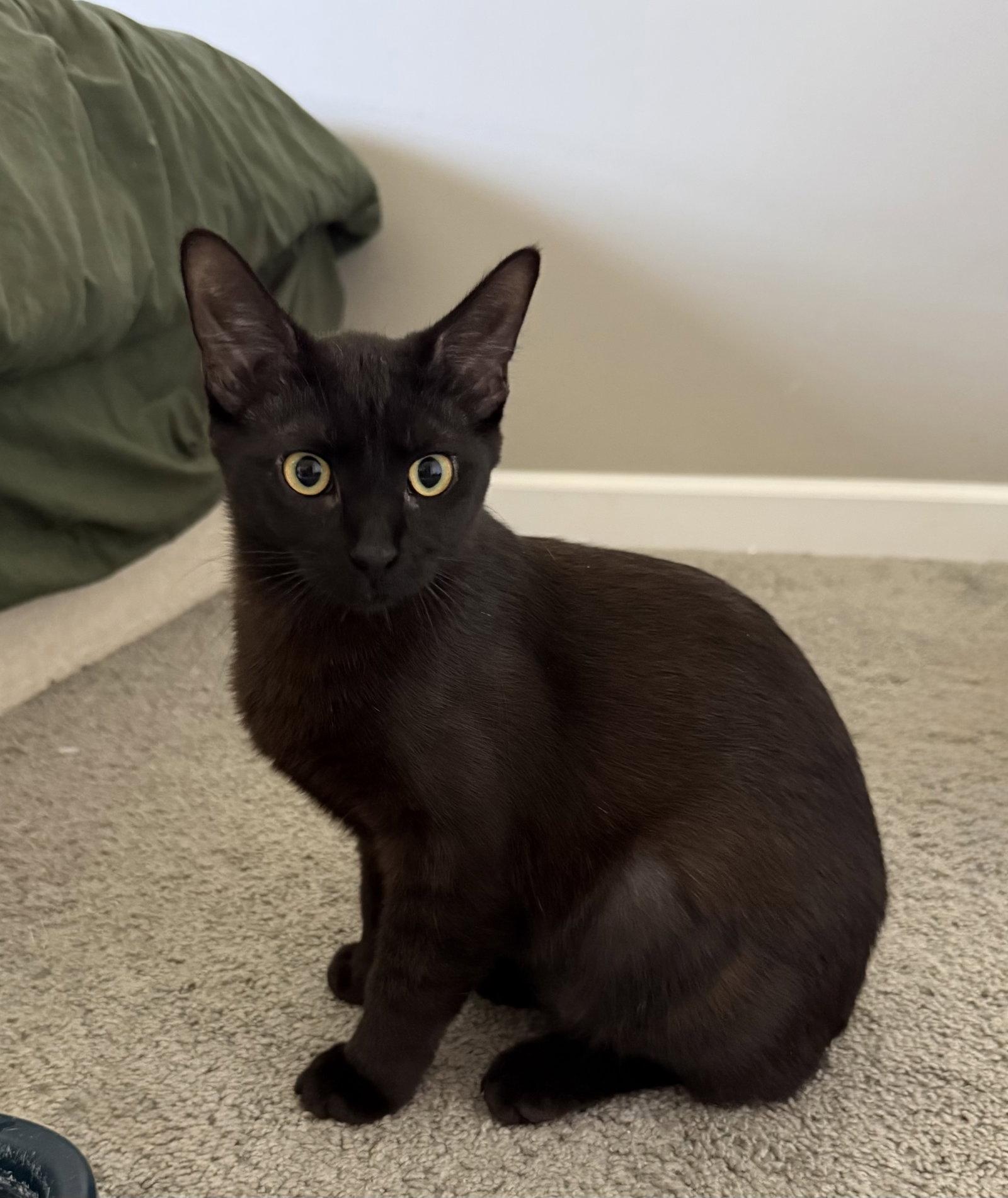 Enlarge Jet, a Adoptable Domestic Short Hair in Island Lake, IL image 1/3