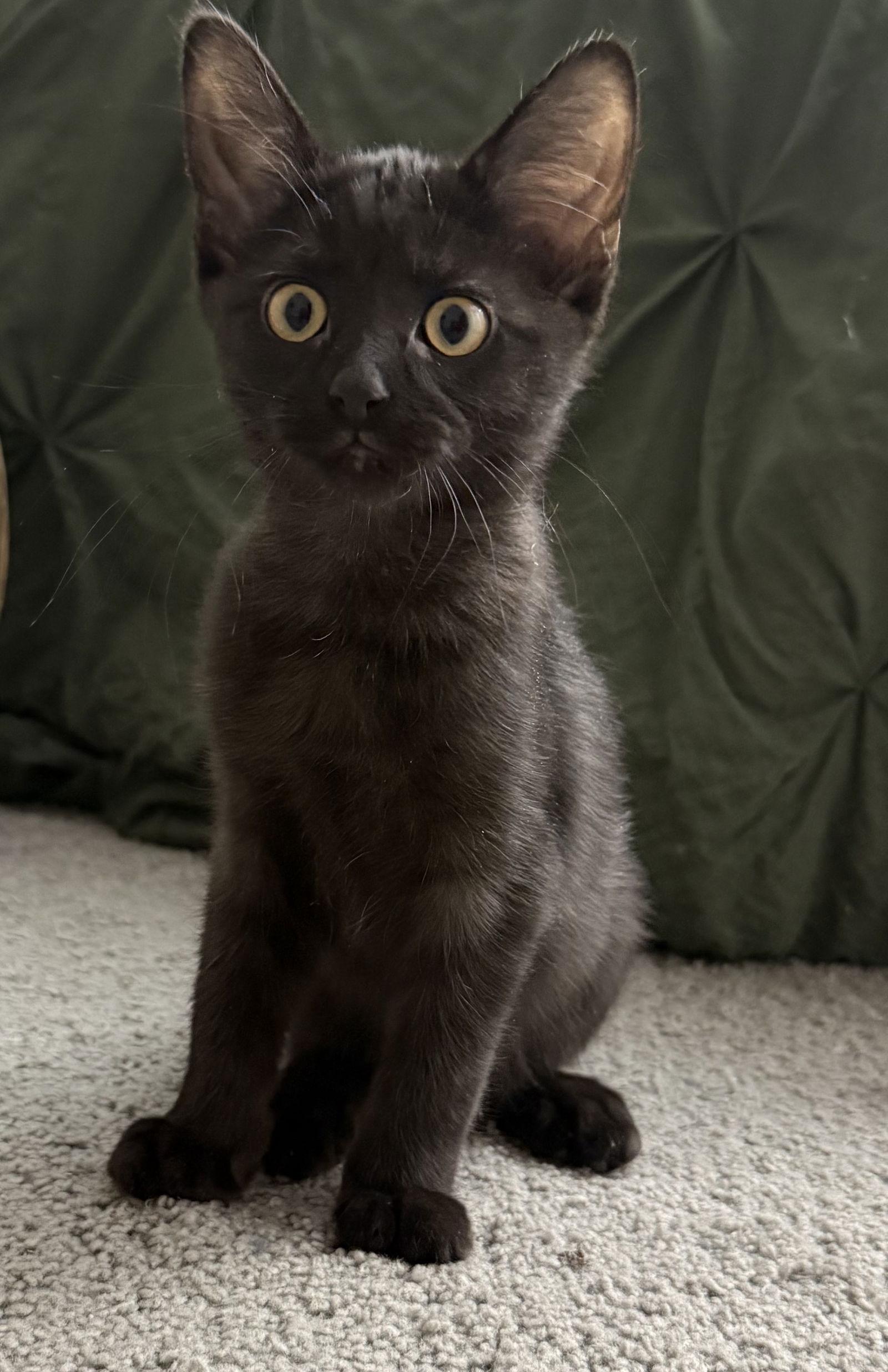 Enlarge Jet, a Adoptable Domestic Short Hair in Island Lake, IL image 2/3