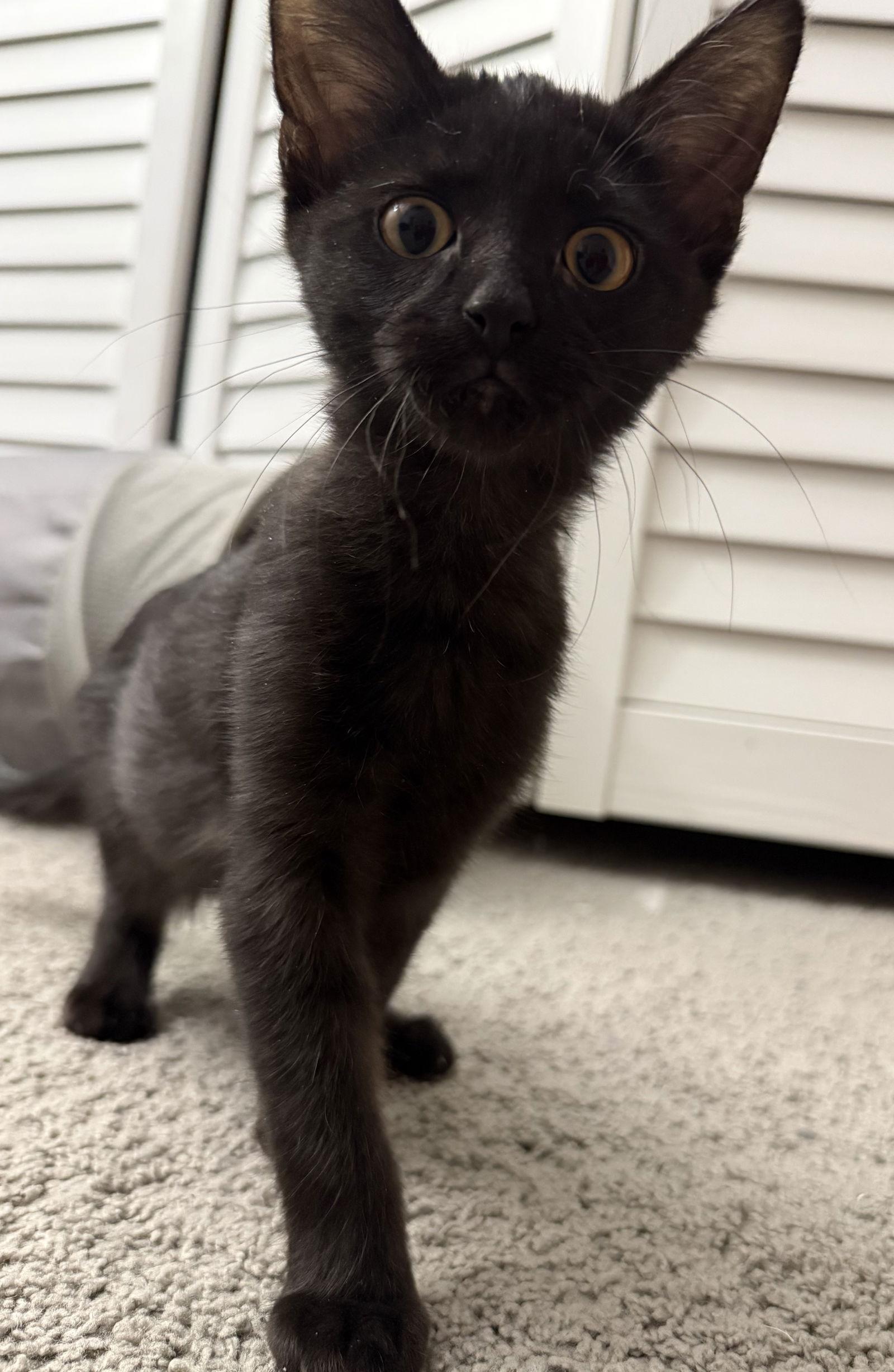 Enlarge Jet, a Adoptable Domestic Short Hair in Island Lake, IL image 3/3