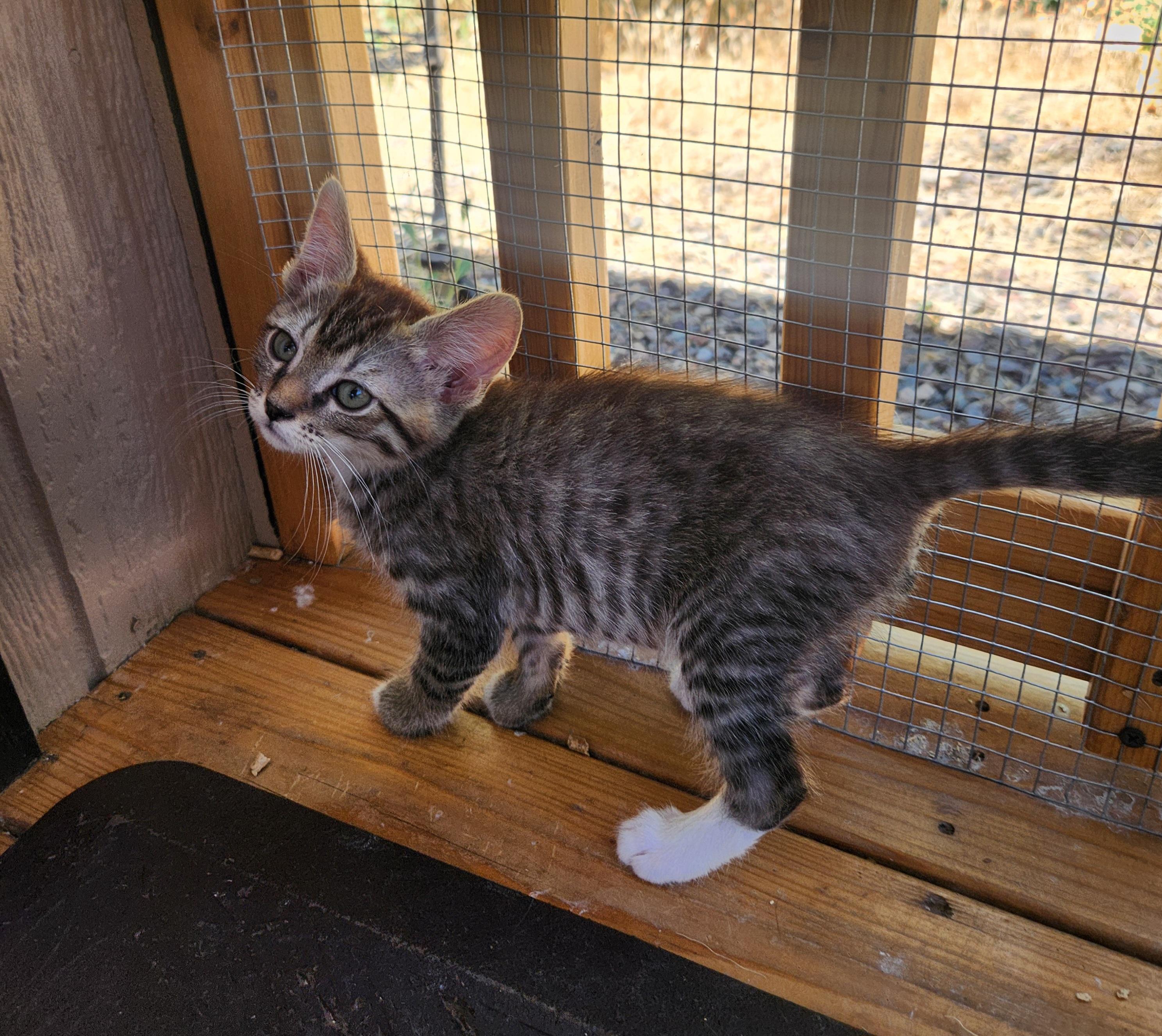 Enlarge Toby, a ADOPTABLE Domestic Short Hair in Yarnell, AZ image 1/1