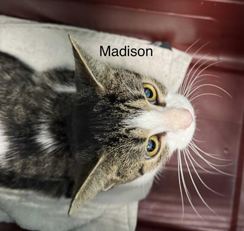Madison, Adopted, Adult Female Domestic Short Hair.