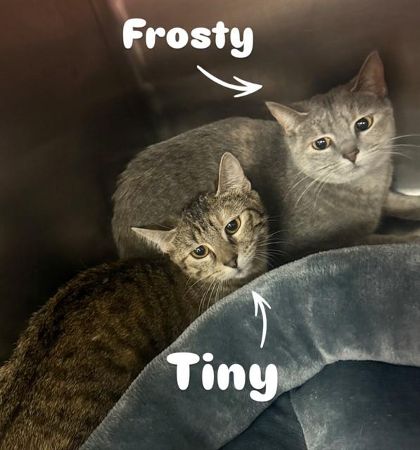 Enlarge FROSTY, a Adoptable Domestic Short Hair in Brewster, MA image 1/1