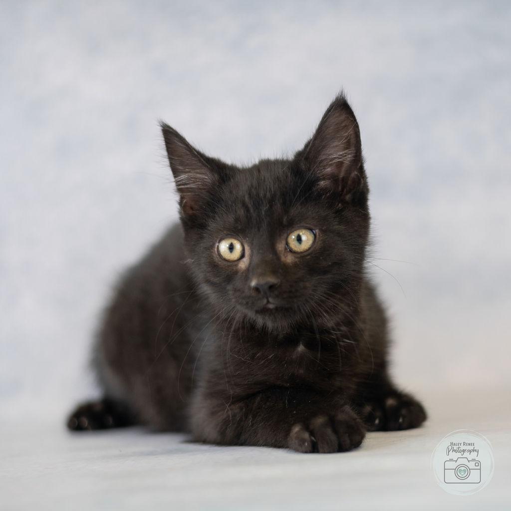 Enlarge Milton, a Adoptable Domestic Short Hair in Blairsville, PA image 1/1